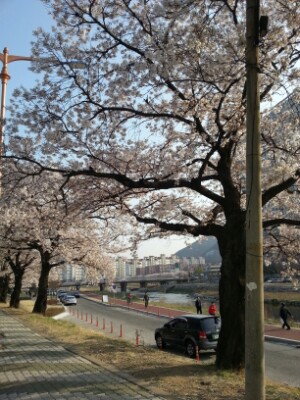 벚꽃.jpg