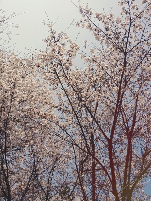 KakaoTalk_20150331_095844671.jpg