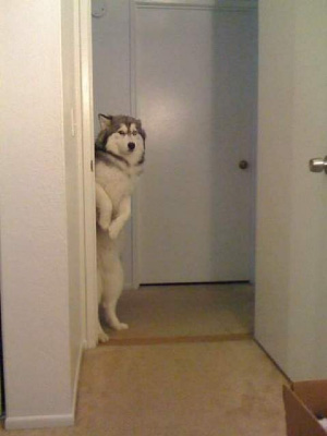 hellodog.jpg
