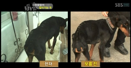 도베르만.jpg