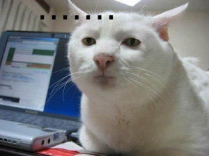 wcat2.jpg