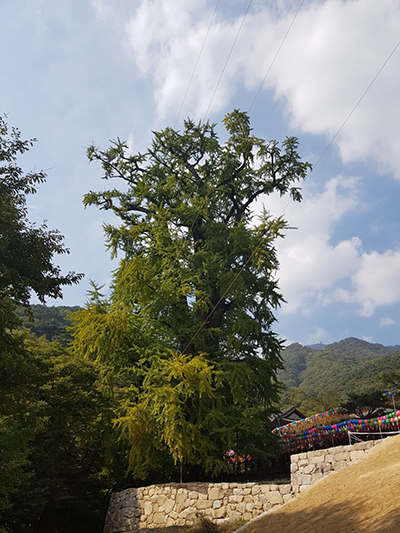 KakaoTalk_20181015_113908895.jpg