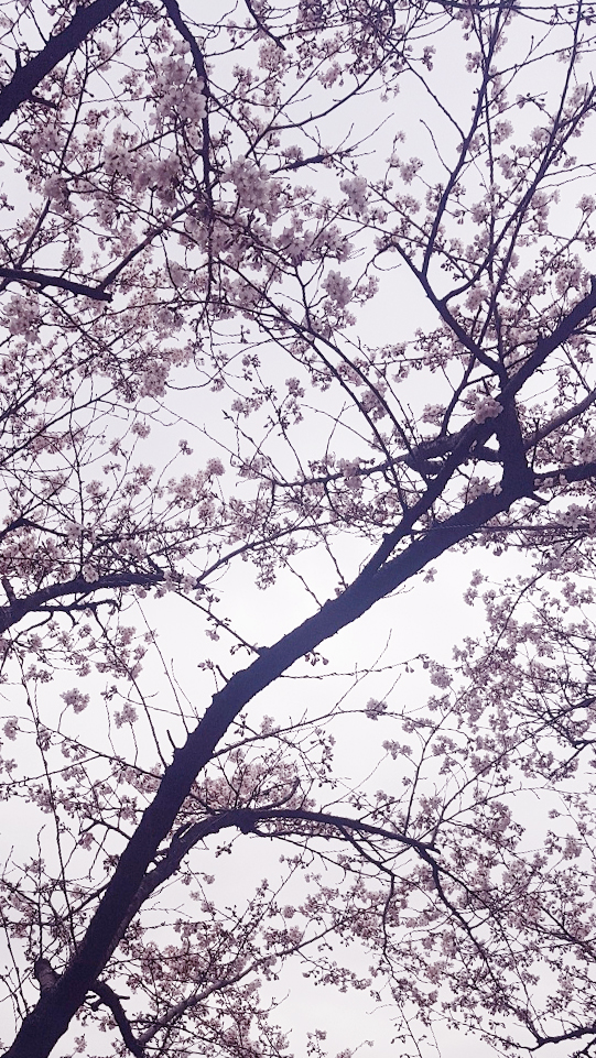 KakaoTalk_20190408_134333294_02.jpg