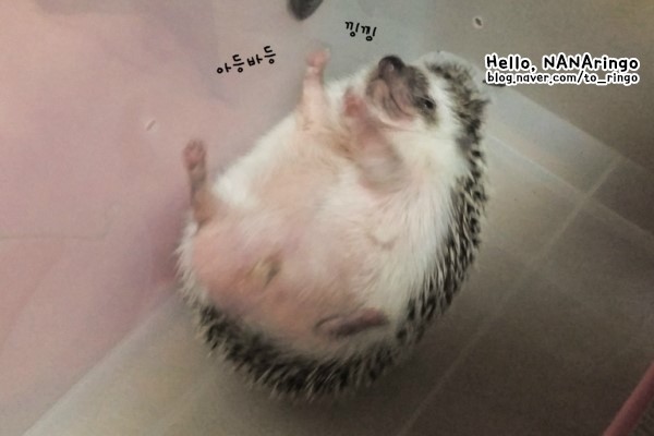 고슴도치_1.jpg