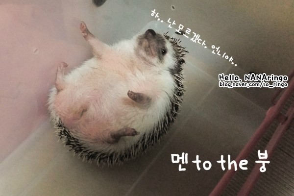 고슴도치_2.jpg