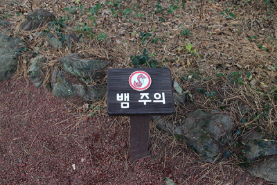 제주도_비자림04.JPG