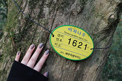 제주도_비자림19.JPG