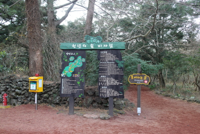 제주도_비자림25.JPG